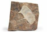 Fossil Ginkgo Leaves From North Dakota - Paleocene #221224-1